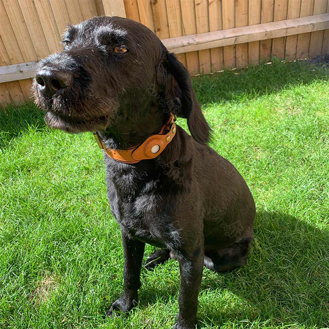 Genuine Leather Supple Dog Collar with Airtag Case - Black - Image 5